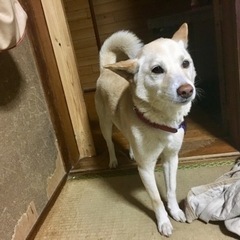 ボーダーコリーと豆柴のMIx − 宮崎県