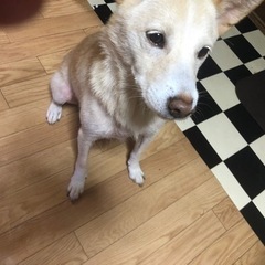 ボーダーコリーと豆柴のMIx - 犬