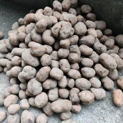 北海道産希少種じゃがいも　インカのめざめ1kg