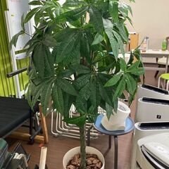 造花　観葉植物