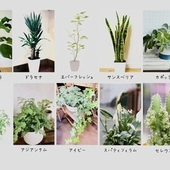 観葉植物引取り致します