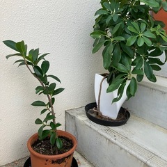 植木鉢🪴2つまとめて