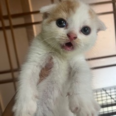 スコティッシュ折耳