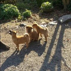 3匹の里親募集です