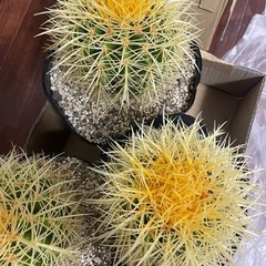 17センチ極上選抜株　長棘金鯱　サボテン の画像