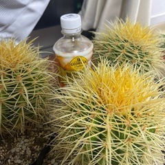 17センチ極上選抜株　長棘金鯱　サボテン の画像