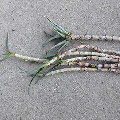 ■キダチアロエ　苗木　の画像