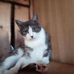 保護猫ボランティア