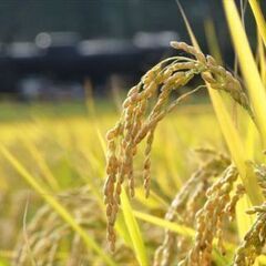 玄米　   令和6年　  あいちのかおり 8袋あります