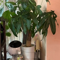 【決まりました♡】パキラ　観葉植物