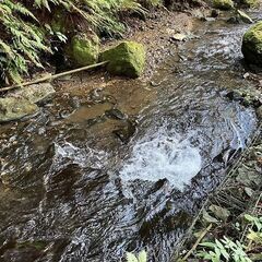 陽目キャンピングパーク隣接2町7反の水が湧いている保安林 ： 竹...