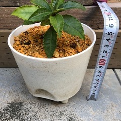万両の苗　抜き苗　１株