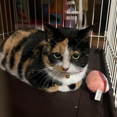 かわいい🐈たま子