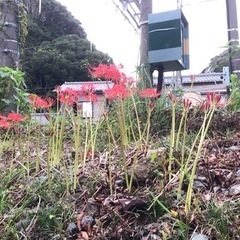 近くの田んぼ、1反歩　年払い値段