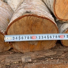 白樺 丸太 玉切り 薪の画像