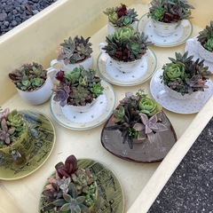 11点限定販売‼️多肉寄せ植え の画像