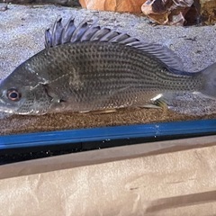 淡水魚、川魚？