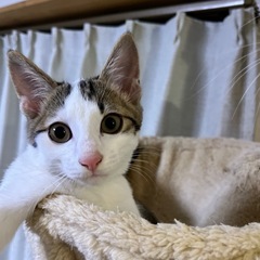 水玉兄妹のあらた。11月17日(日)姪浜の譲渡会に参加します‼️