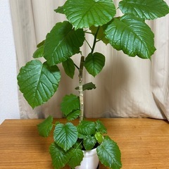 ウンベラータ　観葉植物