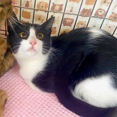 お家をなくしました…穏やかな子です。ハチワレナナちゃん5ヶ月