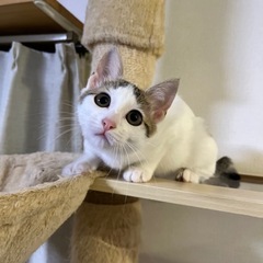 水玉兄妹のもみじ♡11月17日(日)姪浜の譲渡会に参加します‼️
