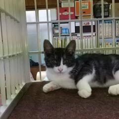 生後3ヶ月、ハチワレ、黒猫兄妹幸せ💞探し🐱