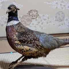 　キジの剥製