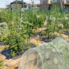 有機（オーガニック）栽培を一緒にできる方募集中⭐️ - 目黒区