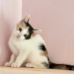 可愛いみけ仔猫里親募集中❣️
