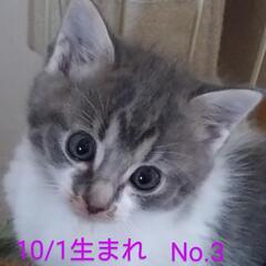 里親さんが決まりました