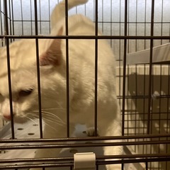 里親募集してます。オッドアイの白猫雄です