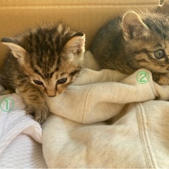 ②の子猫　里親募集　キジトラ　①の子猫は里親決定しました！