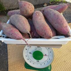 さつまいも 紅はるか5kg