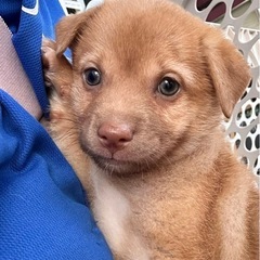 中型子犬の里親募集