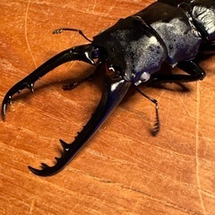 ギラファノコギリクワガタ　新成虫♂単品