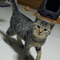 【募集停止中】人馴れ抜群 3ヶ月の男の子 - 上田市