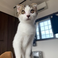 【保護猫】3ヶ月／たれ耳の仔猫／女の子