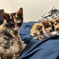 子猫3匹里親募集 茶白トライアル中