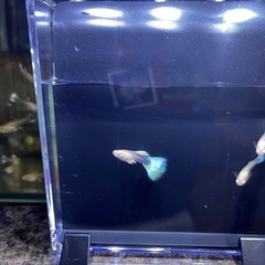 グッピー RREA アルビノ ホワイト 熱帯魚