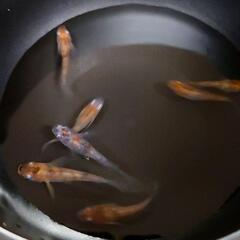 『雲州三色』半ダルマ～ショート体型 メダカ 画像全部の画像