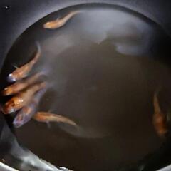 『雲州三色』半ダルマ～ショート体型 メダカ 画像全部の画像