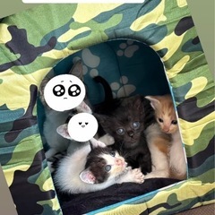 子猫3