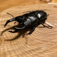 値下げ　 オオクワガタ　　初令2令幼虫　発送可能