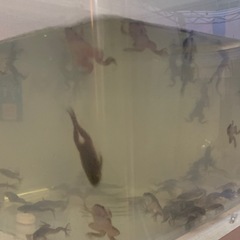 アフリカツメガエル-子ガエル-オタマジャクシの画像