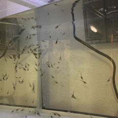 アフリカツメガエル-子ガエル-オタマジャクシの画像