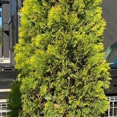 コニファー　ヨーロッパゴールドの画像
