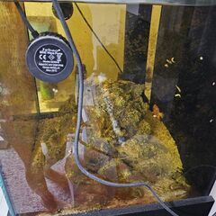 オーバーフロー水槽一式セットの画像