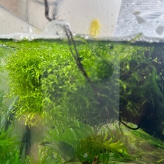 水草色々1点物の画像