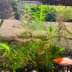 水草色々1点物の画像