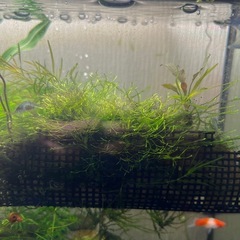 水草色々1点物